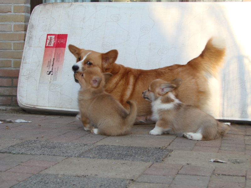Puppies